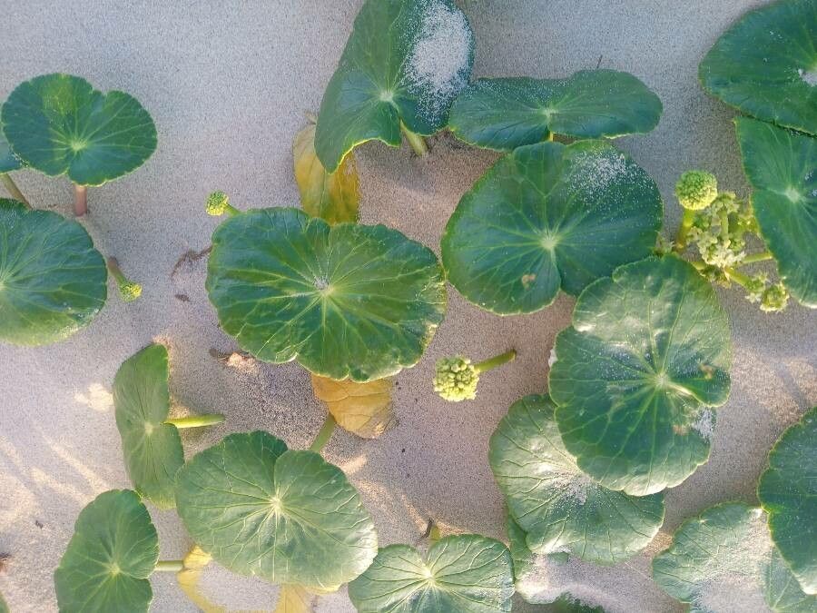 Hydrocotyle umbellata leaf