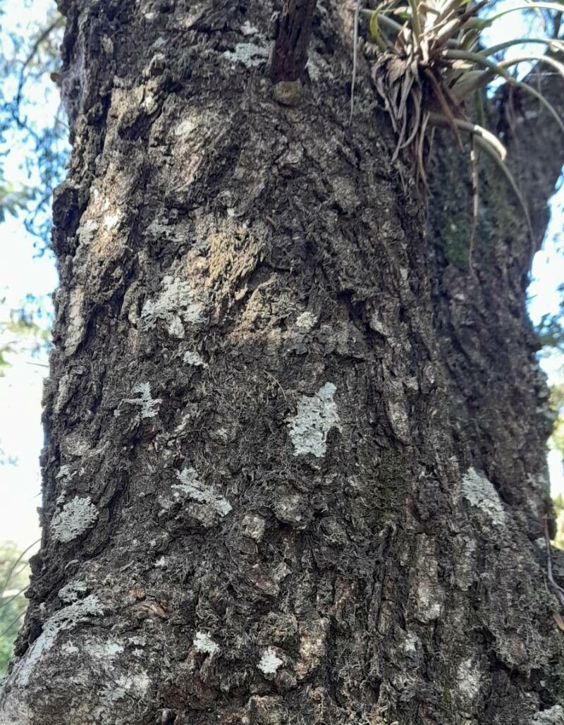 Astronium balansae bark