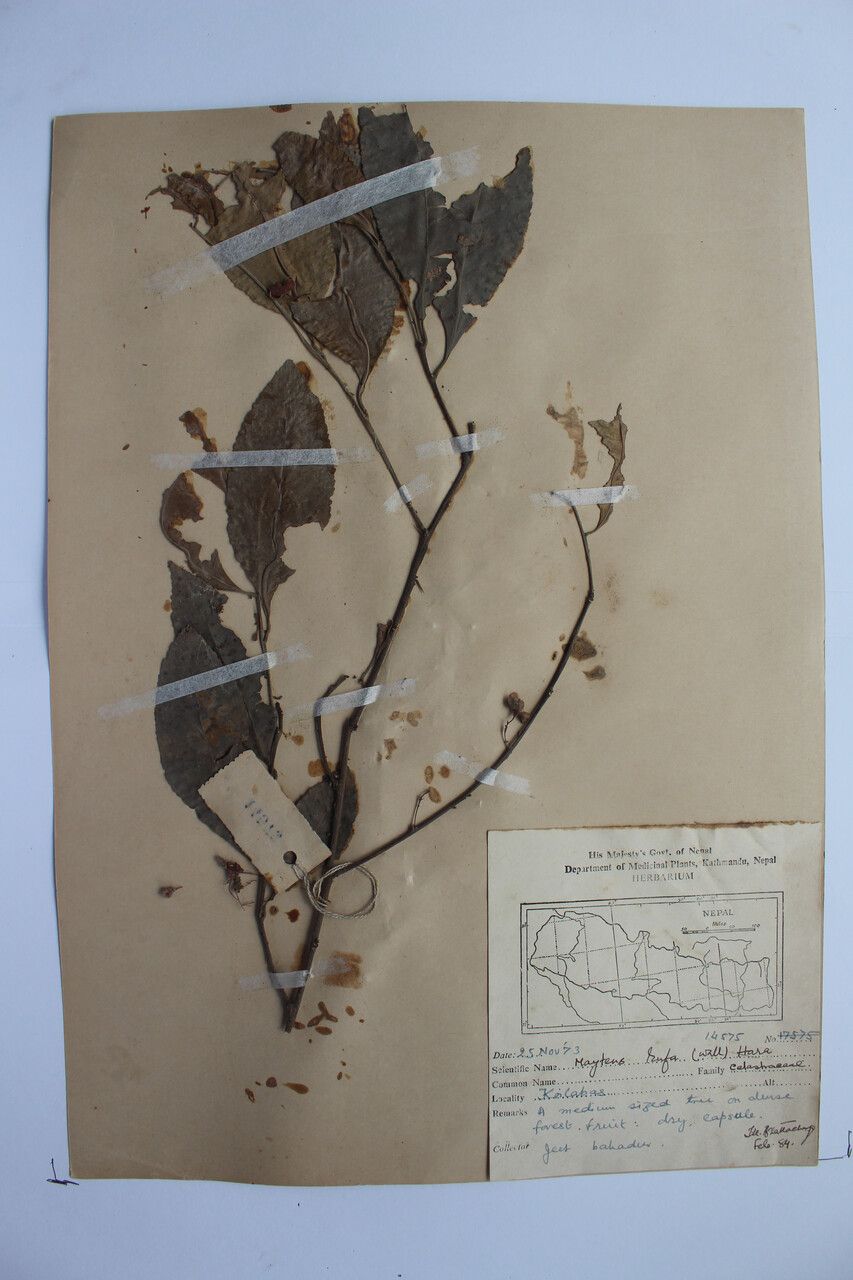 Gymnosporia rufa other