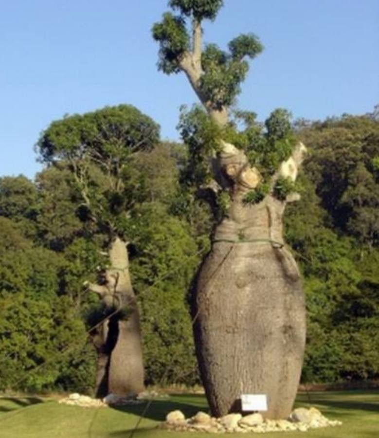 Adansonia gregorii bark