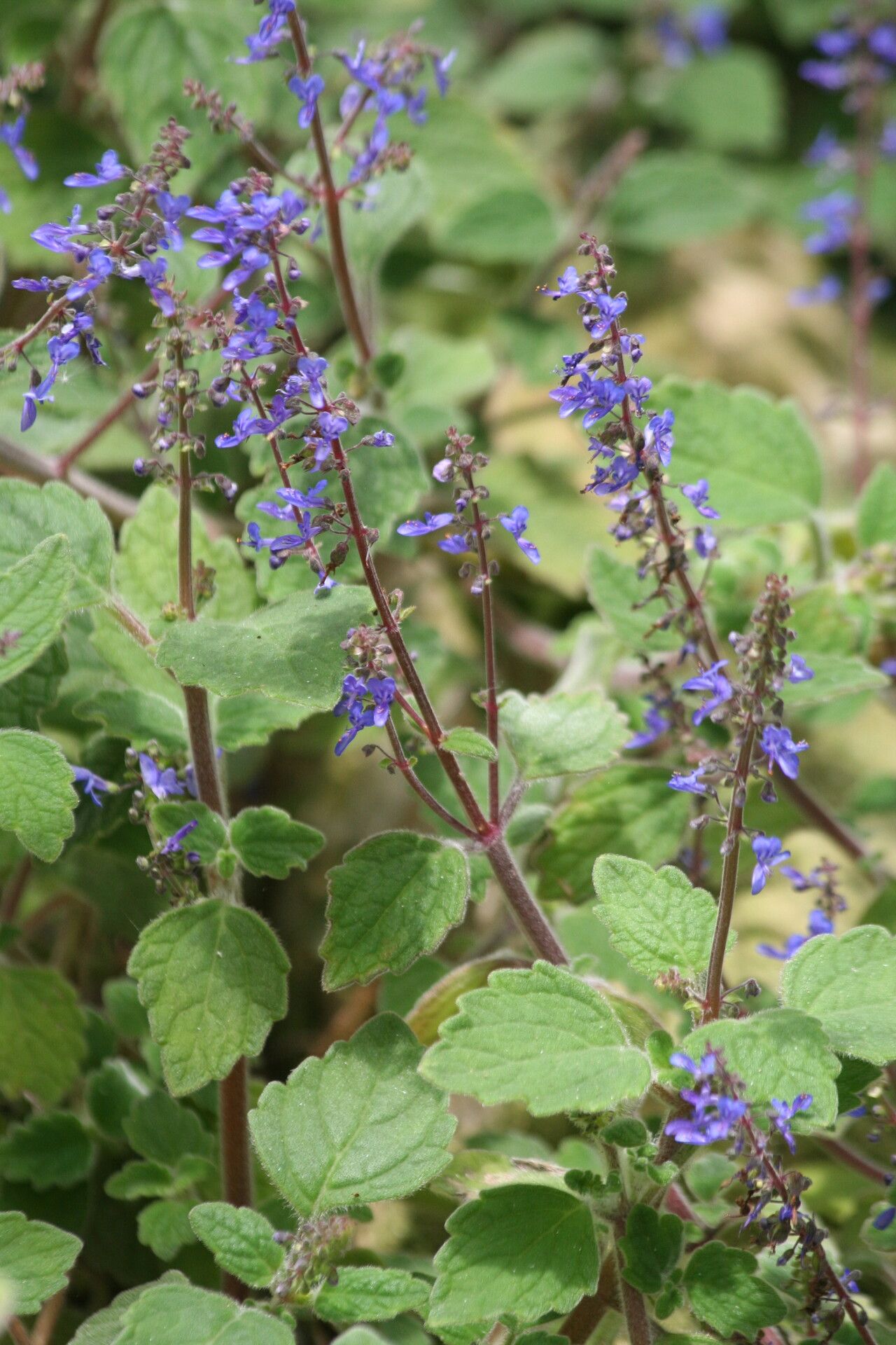 Plectranthus habrophyllus — search result for 'Plectranthus'