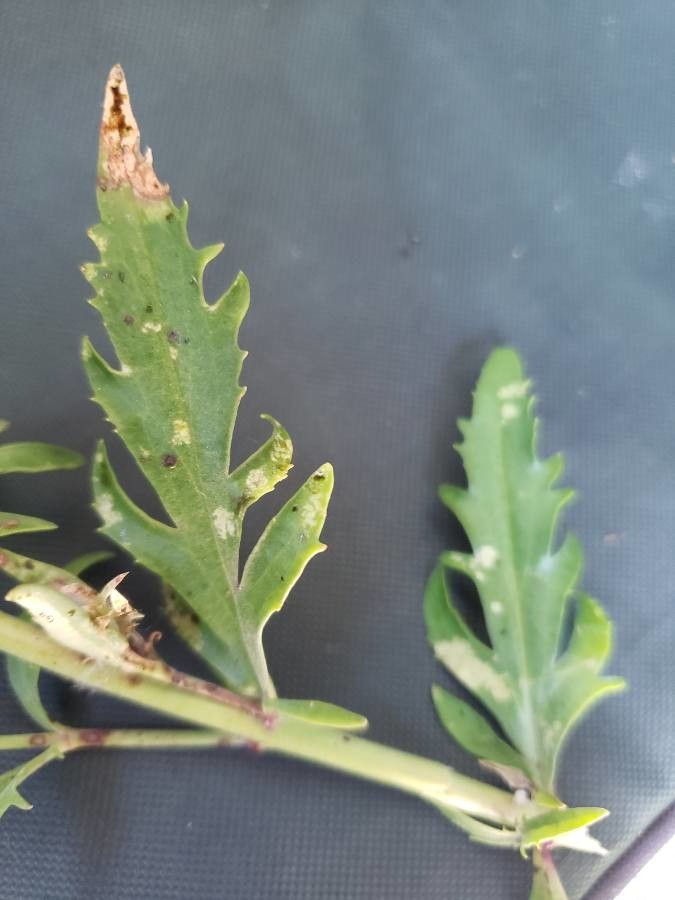 Penstemon richardsonii — search result for 'Penstemon'