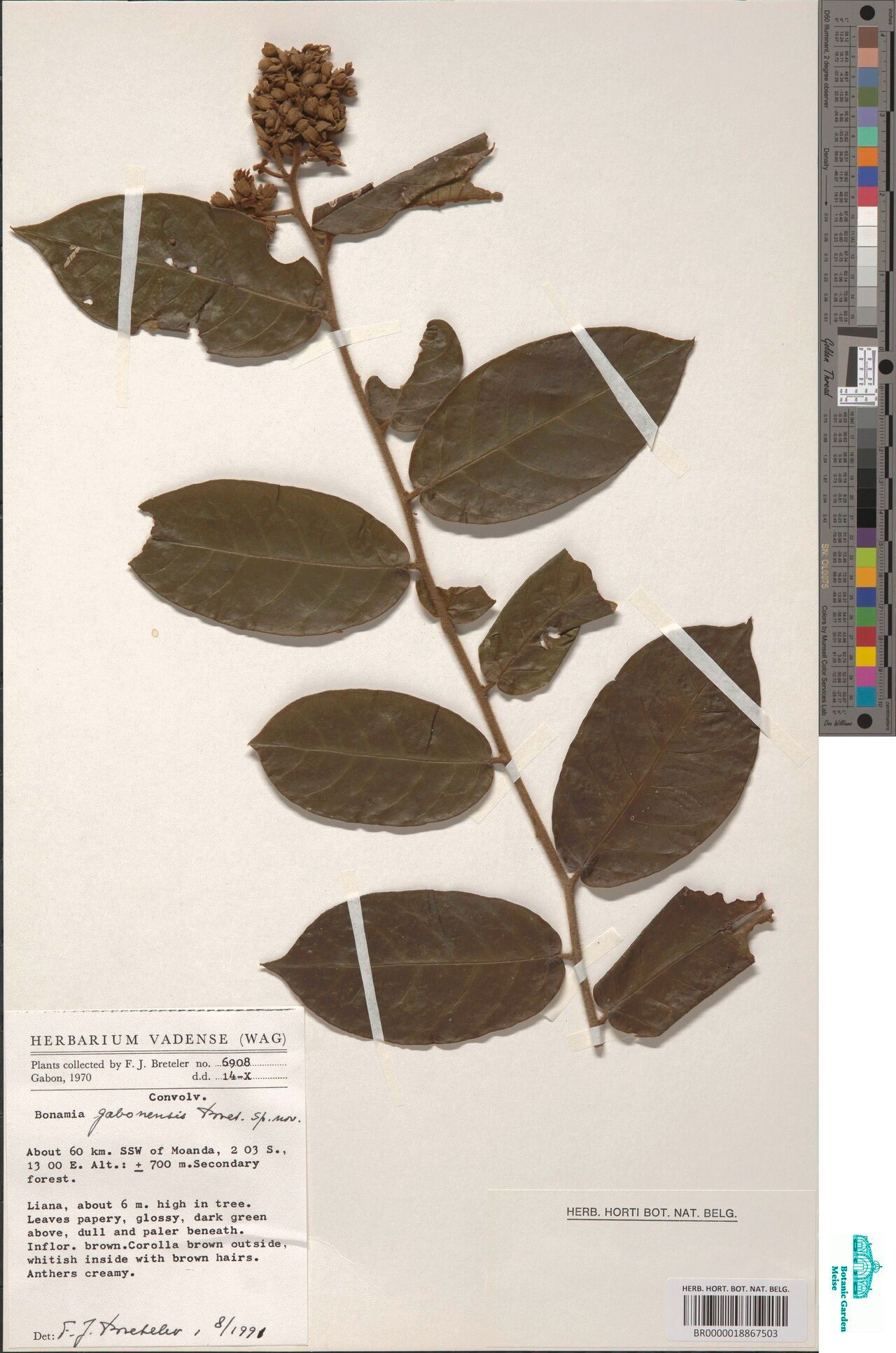 Bonamia gabonensis — related species from the same genus