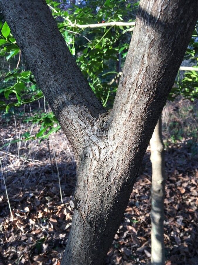 Persea borbonia bark