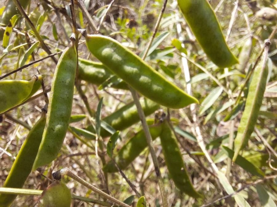 Vicia monantha fruit