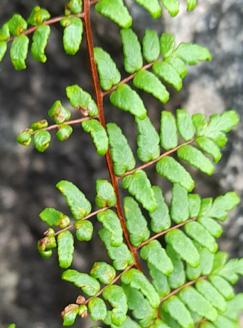 Hemionitis chlorophylla — search result for 'Hemionitis'