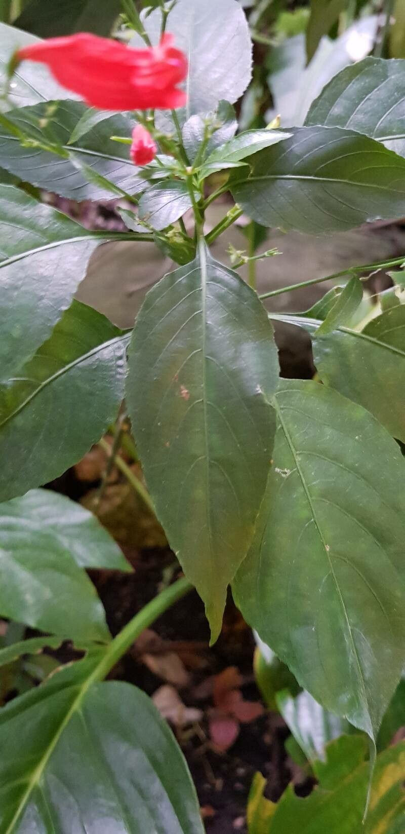 Ruellia brevifolia — search result for 'Ruellia'