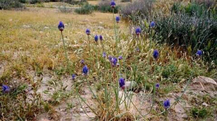 Allium ascalonicum flower