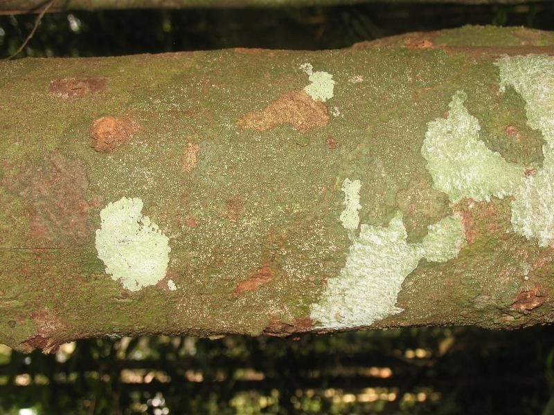 Jupunba gallorum bark