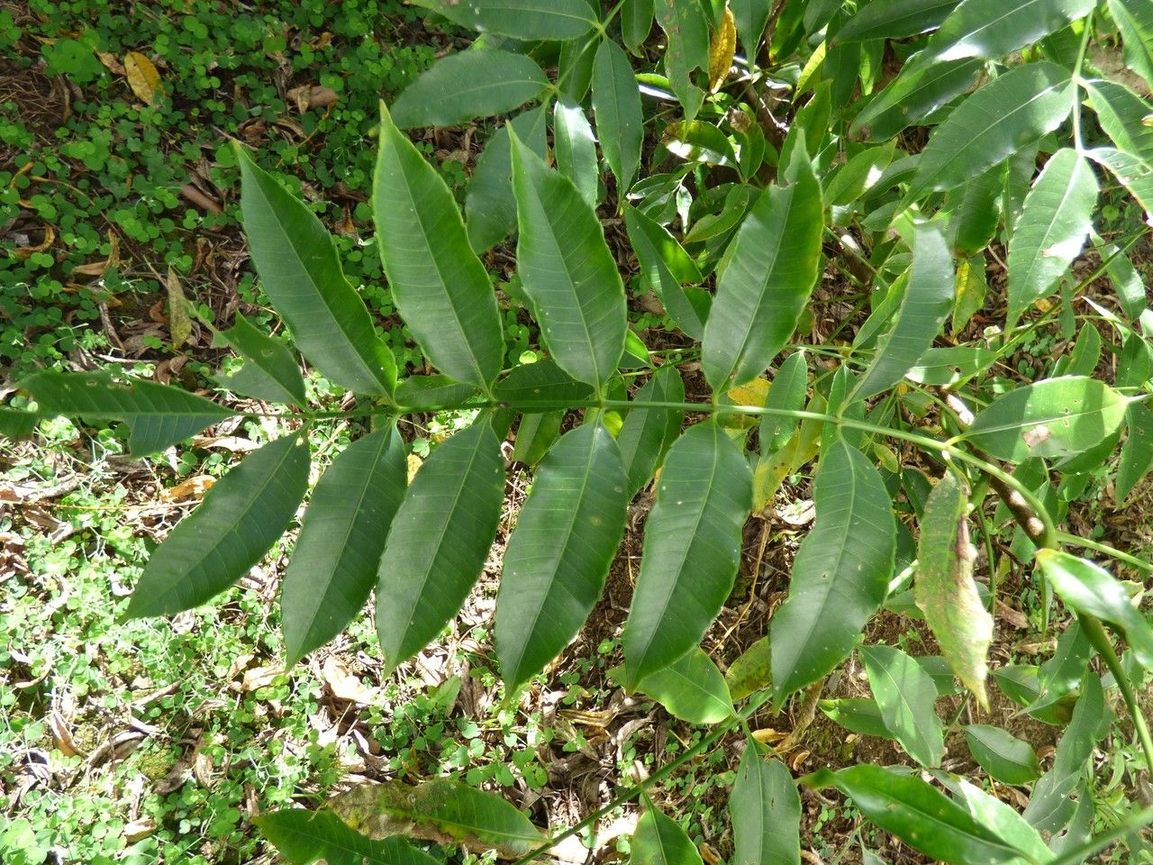 Spondias dulcis leaf