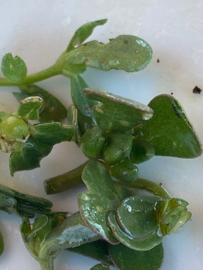 Elatine triandra leaf