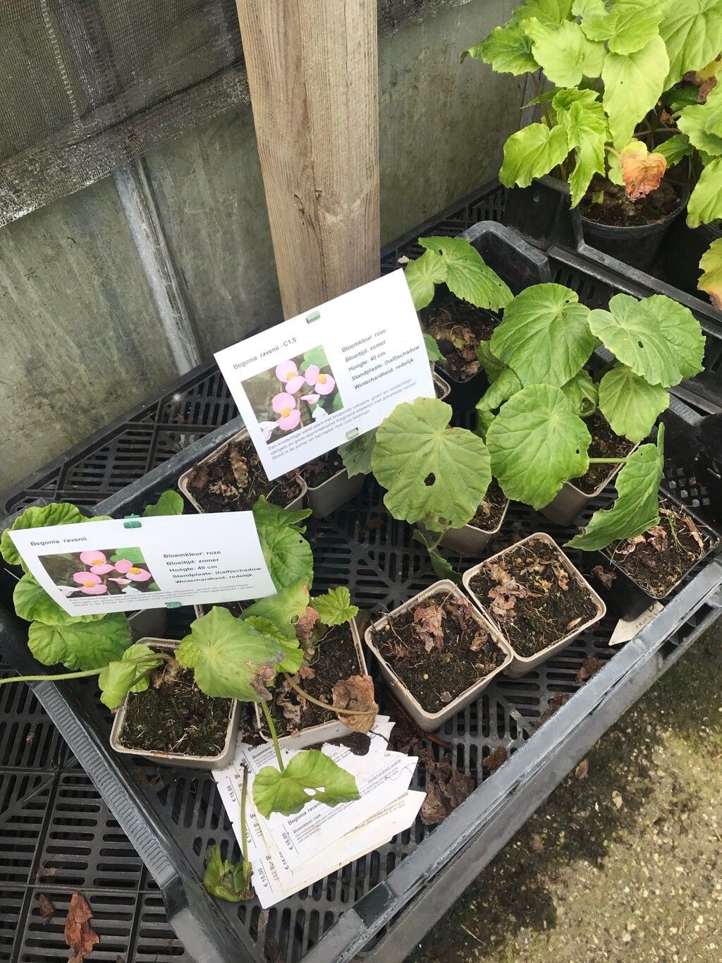 Begonia ravenii leaf