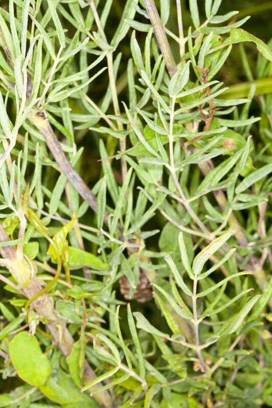 Thalictrum lucidum — houseplant care guide