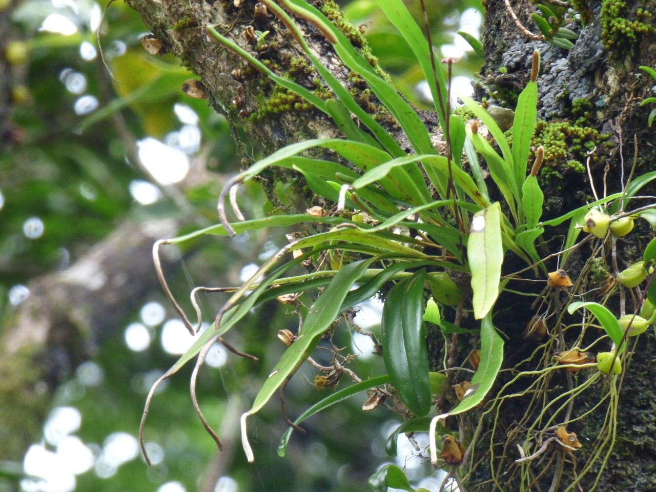 Lepisorus spicatus habit