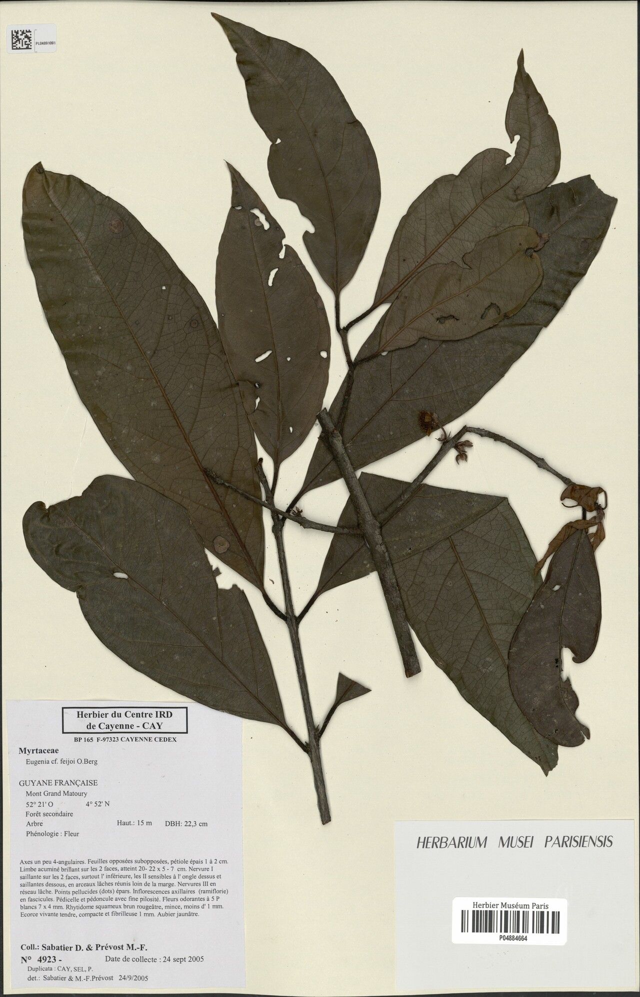 Eugenia roseiflora — houseplant care guide