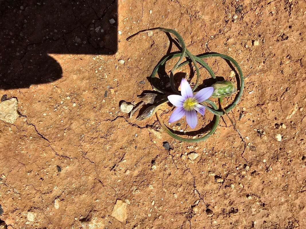 Romulea variicolor flower