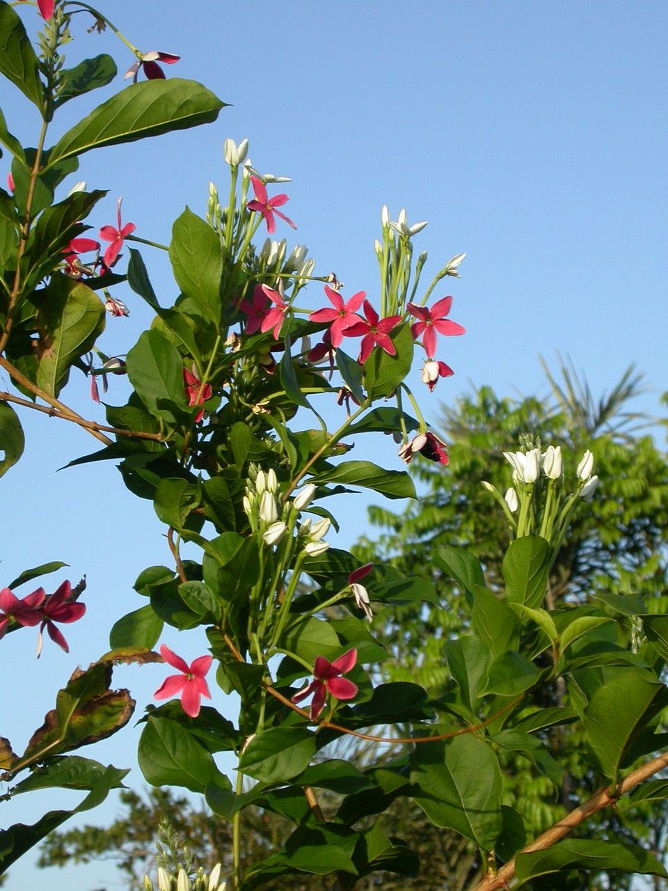 Quisqualis indica flower