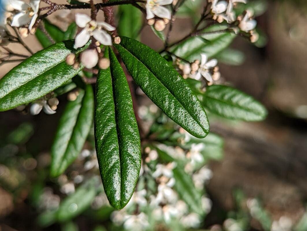 Zieria smithii — related species from the same genus