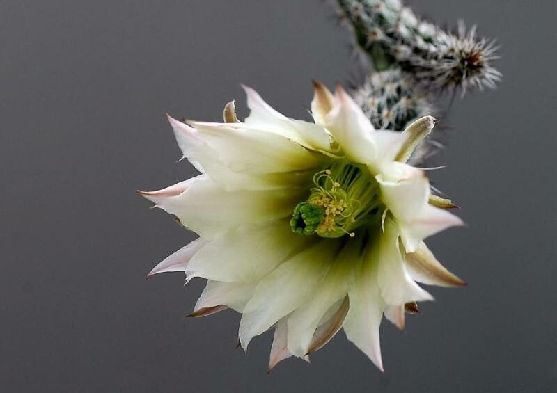 Echinocereus waldeisii flower