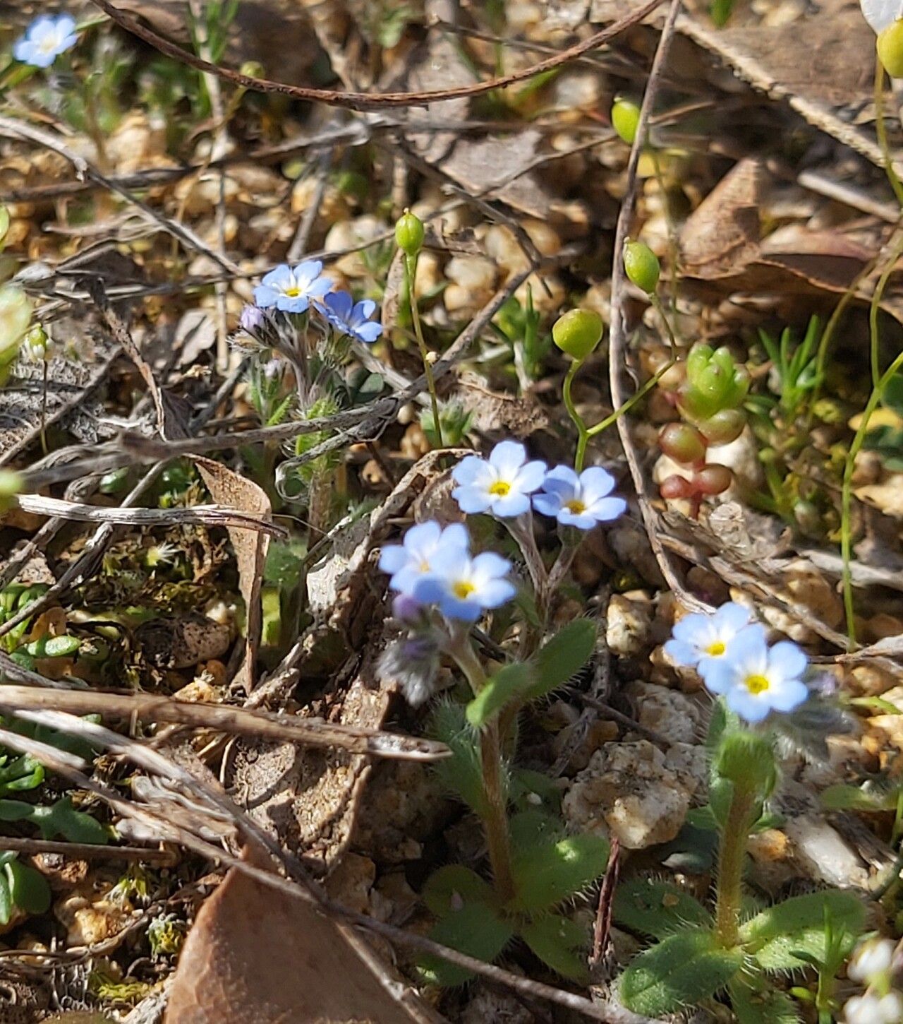 Myosotis brachypoda flower