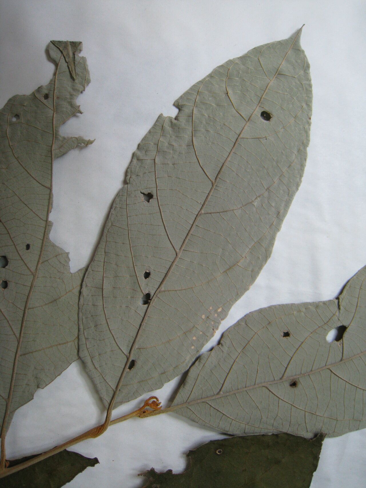 Styrax pallidus — search result for 'Styrax'