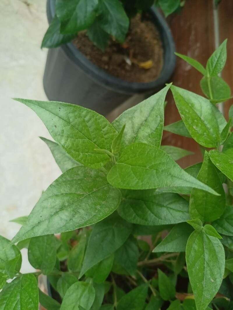 Nyctanthes arbor-tristis leaf