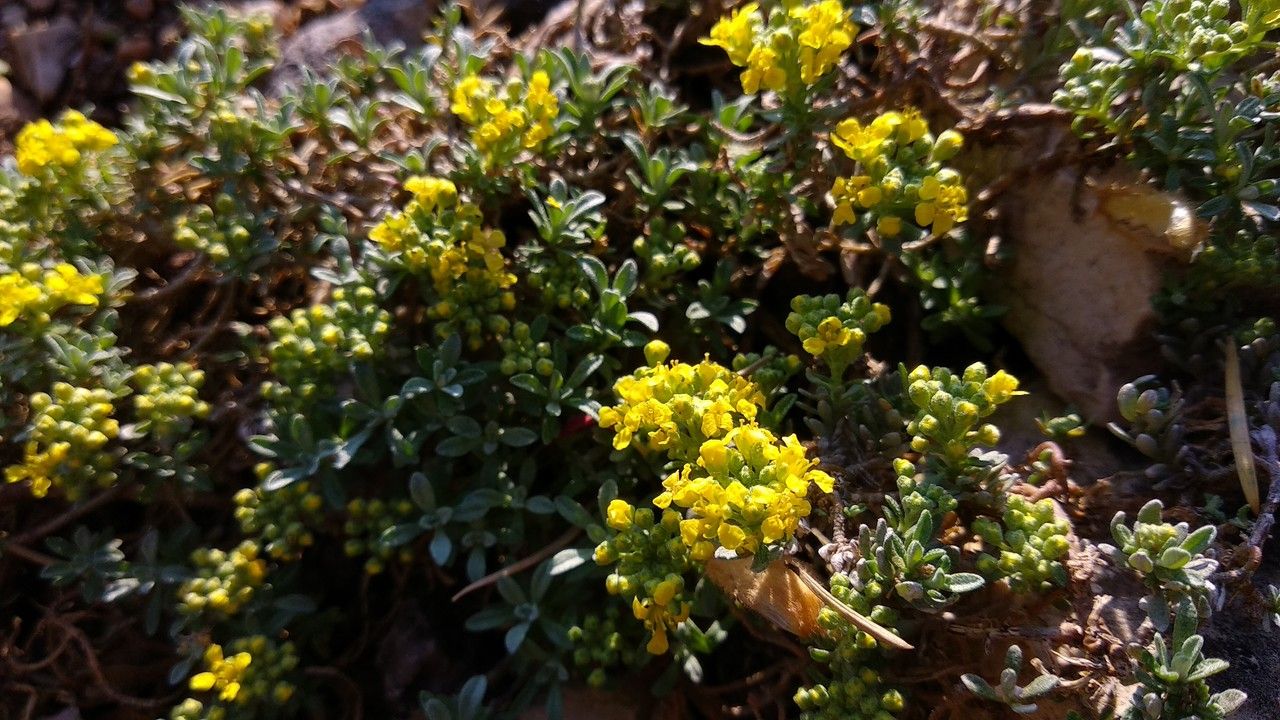 Alyssum propinquum flower