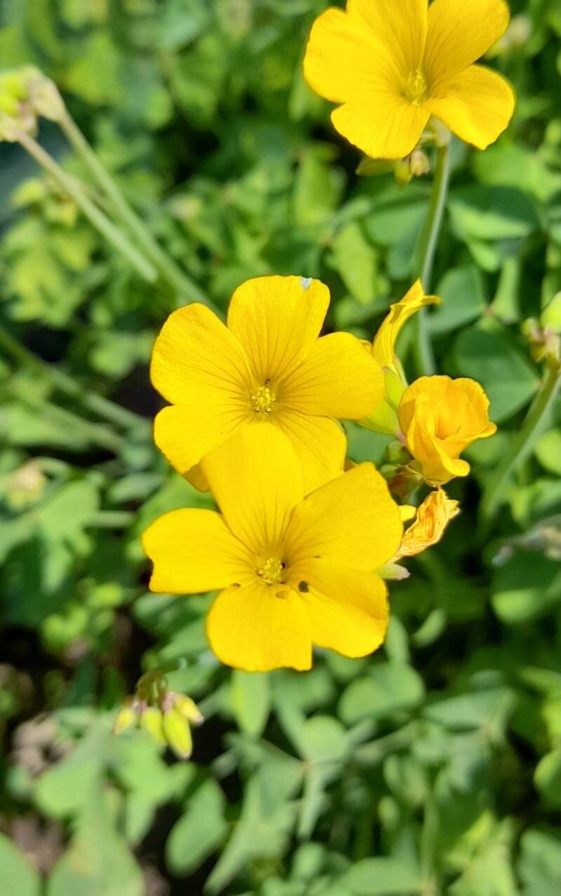 Oxalis valdiviensis flower