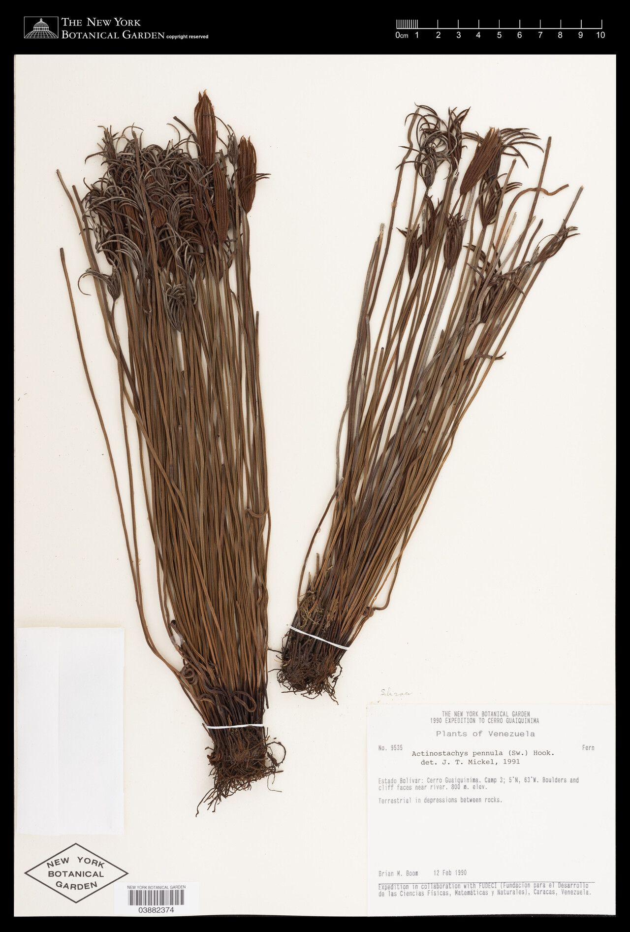 Actinostachys pennula fruit