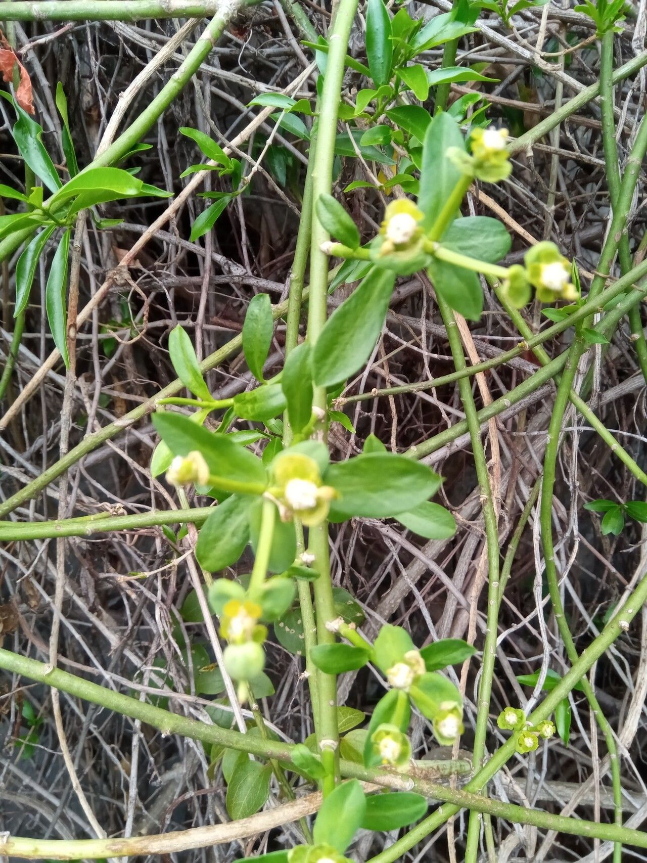 Euphorbia orthoclada habit