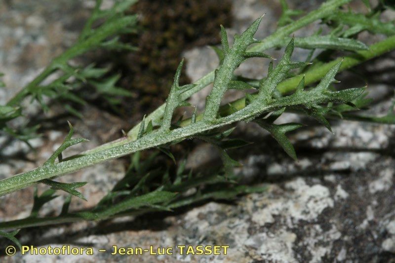 Leucanthemum corsicum — houseplant care guide