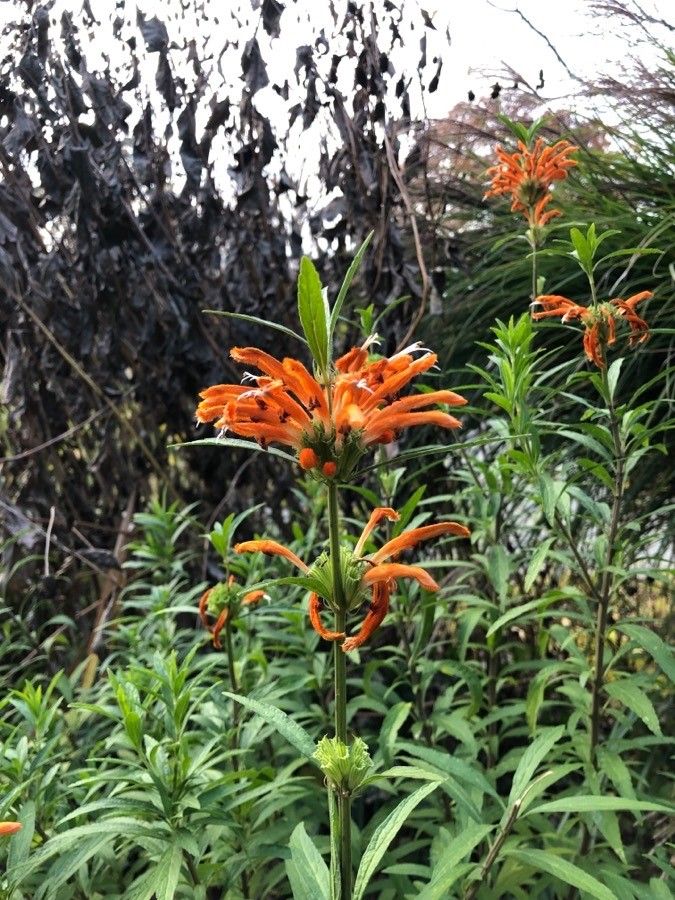 Leonotis leonurus flower