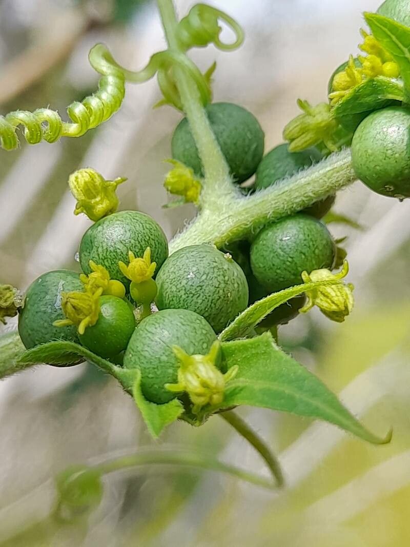 Bryonia monoica flower