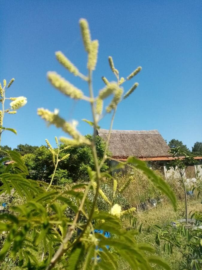 Acaciella angustissima flower