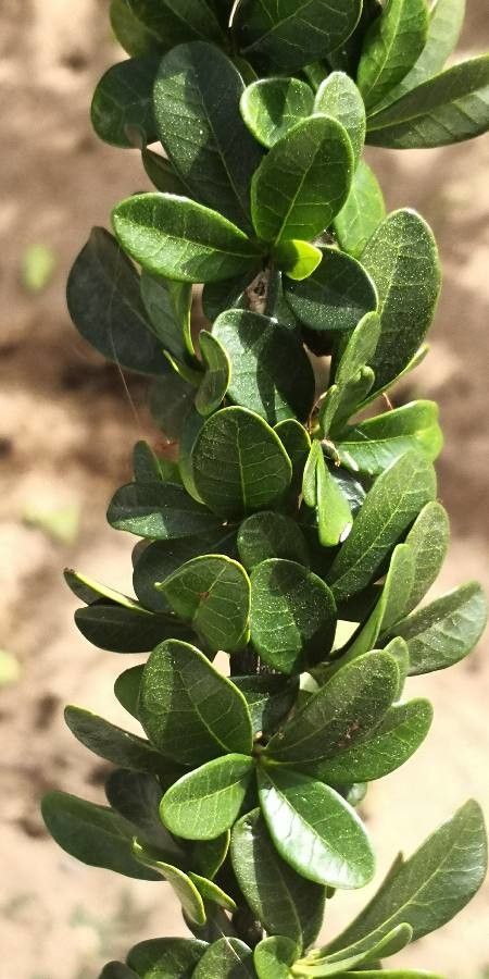 Crescentia mirabilis — search result for 'Mirabilis'