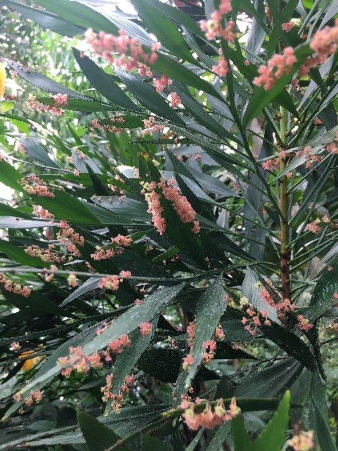 Phyllanthus arbuscula flower