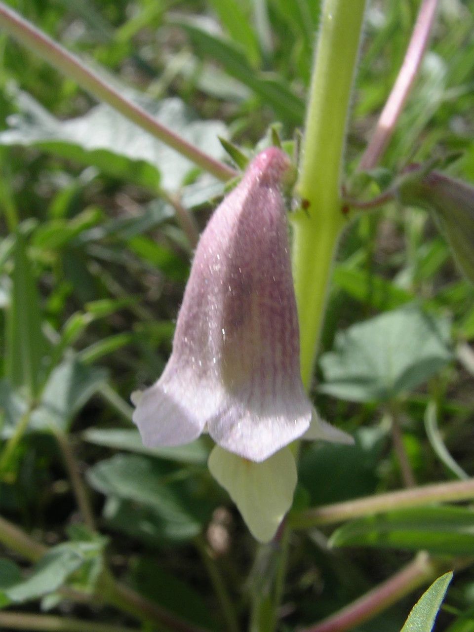 Ceratotheca sesamoides flower