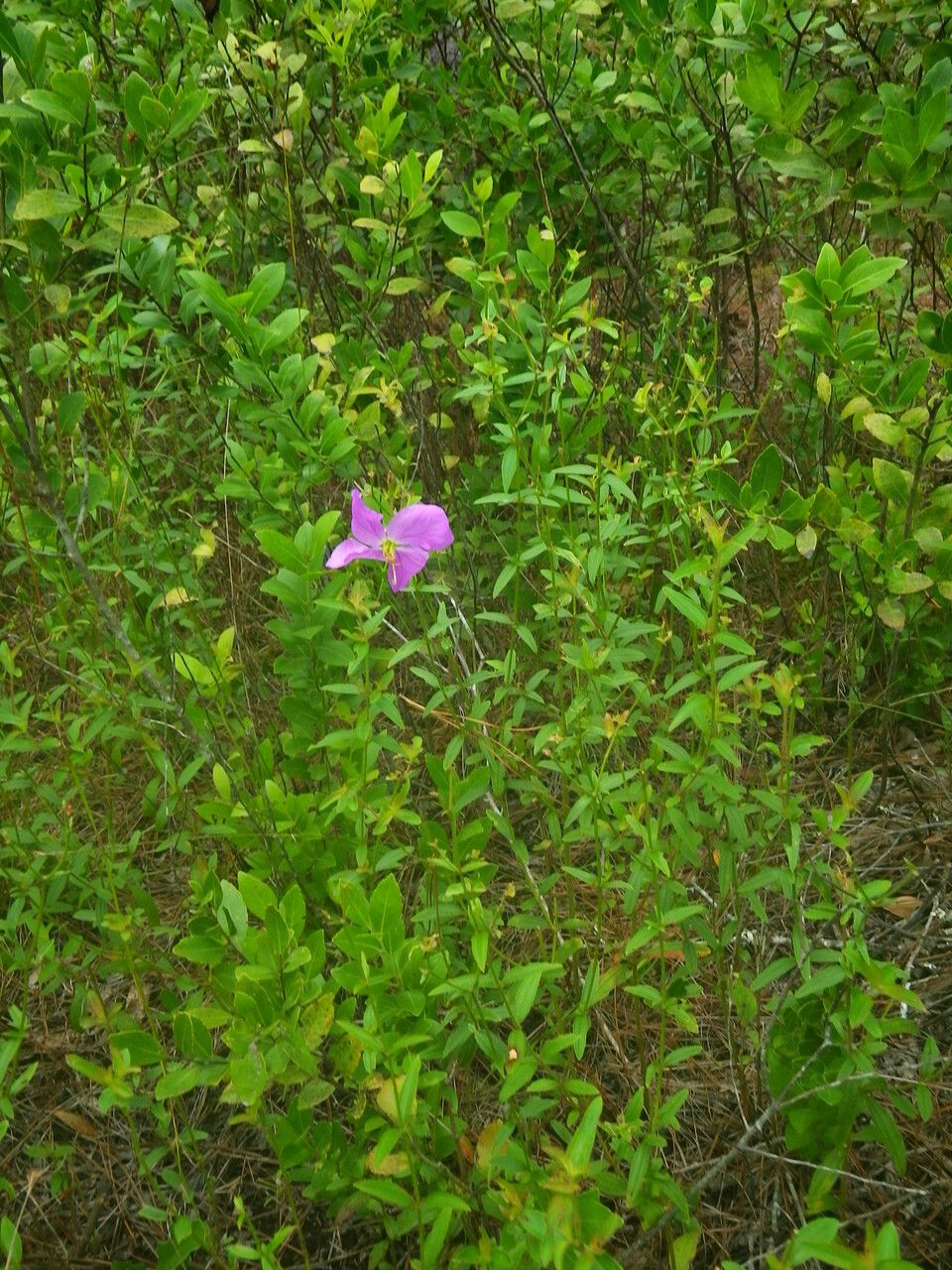 Rhexia cubensis habit