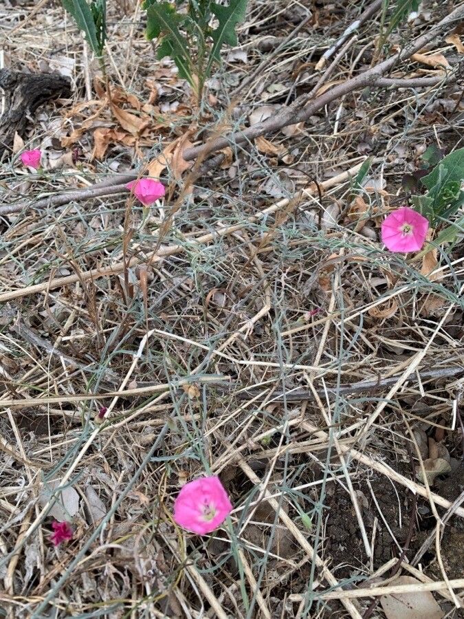 Convolvulus chilensis — search result for 'Convolvulus'