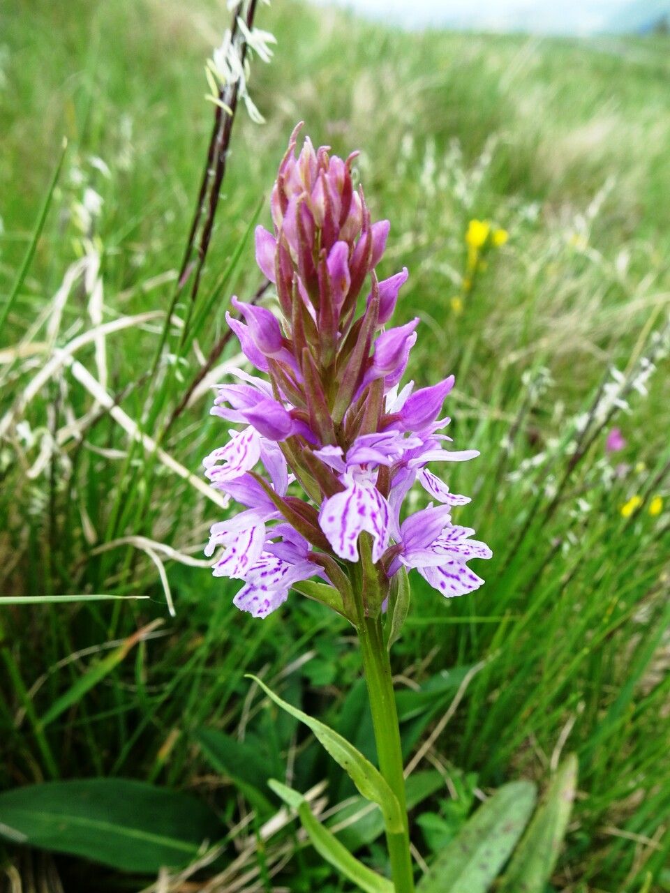 Dactylorhiza maculata flower