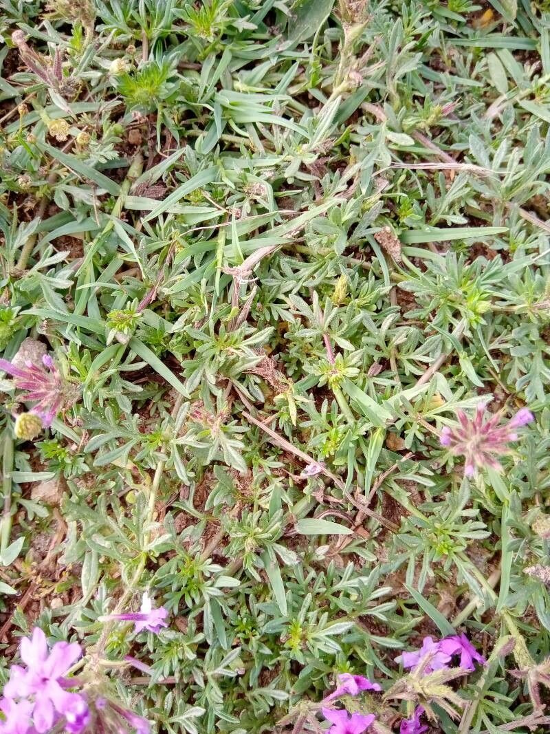 Verbena dissecta leaf
