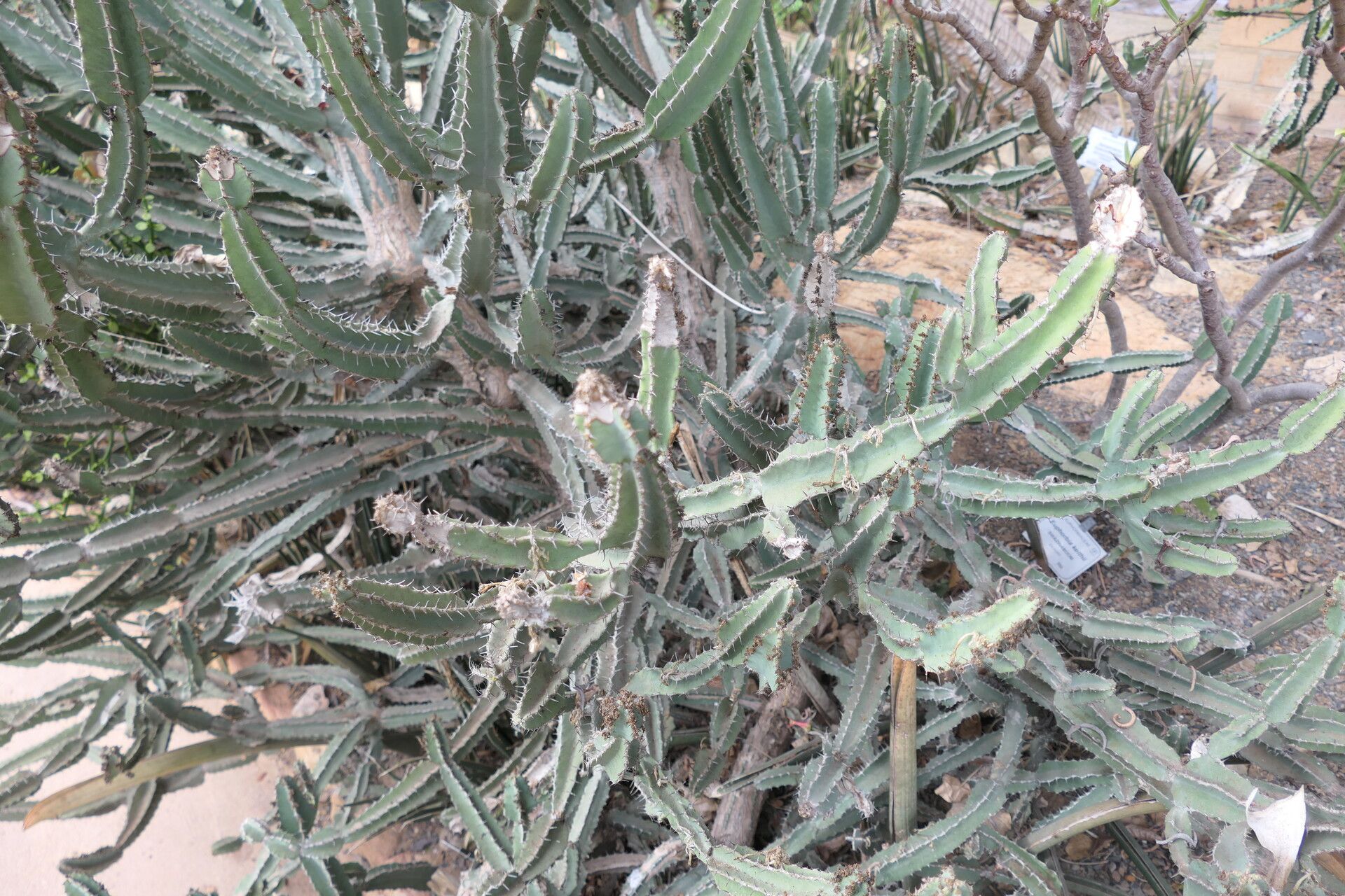 Euphorbia keithii — houseplant care guide