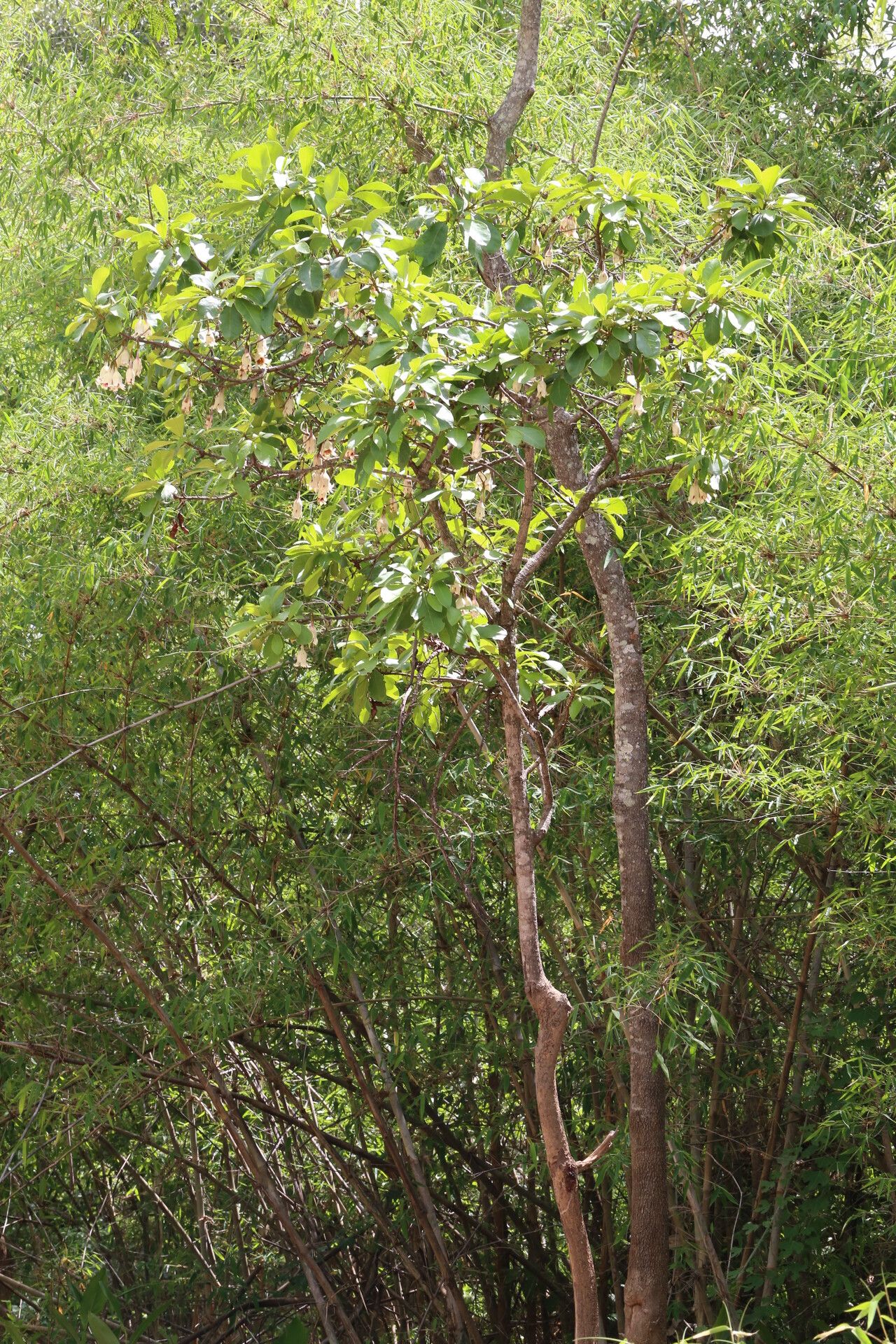 Rothmannia engleriana habit