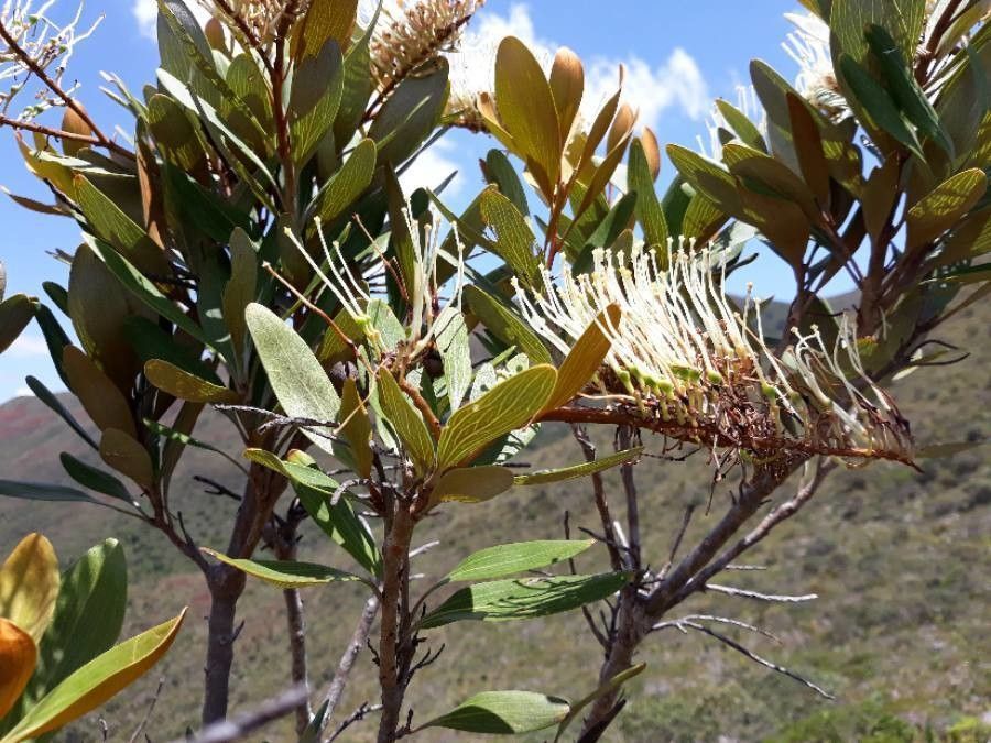 Grevillea exul leaf