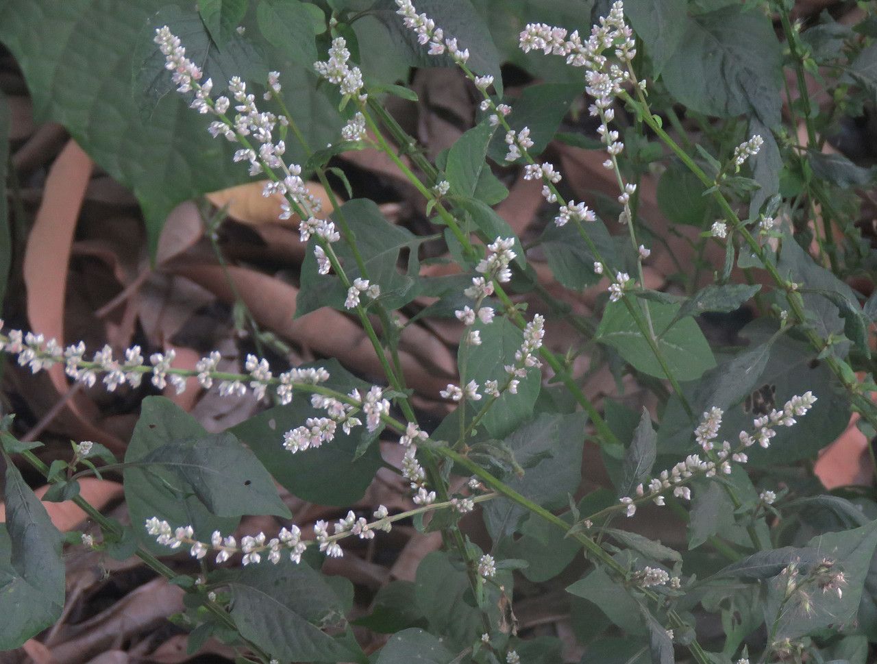 Celosia trigyna flower