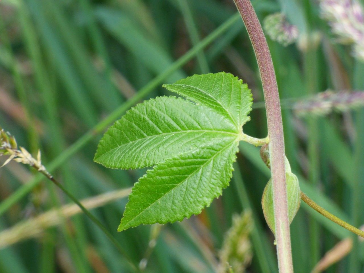Passiflora tripartita leaf