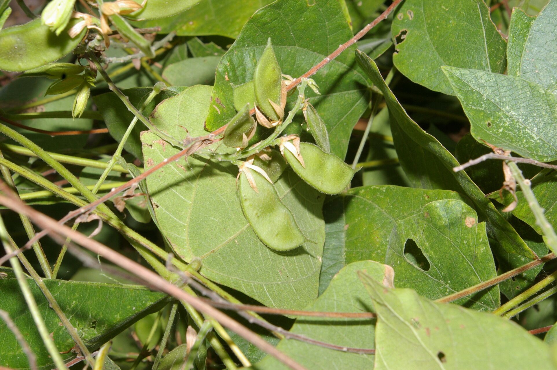 Rhynchosia calycosa — houseplant care guide