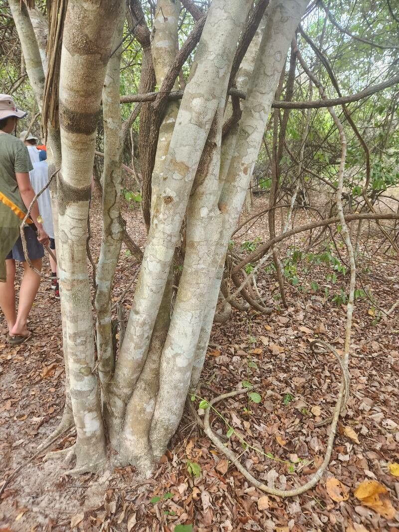 Combretum schumannii bark