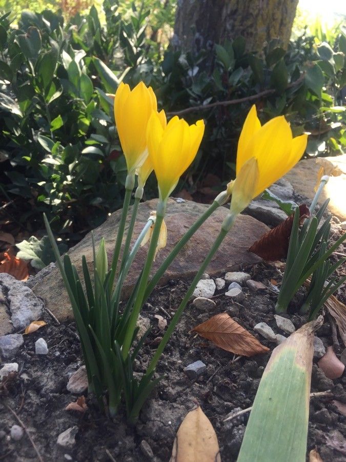 Crocus flavus flower