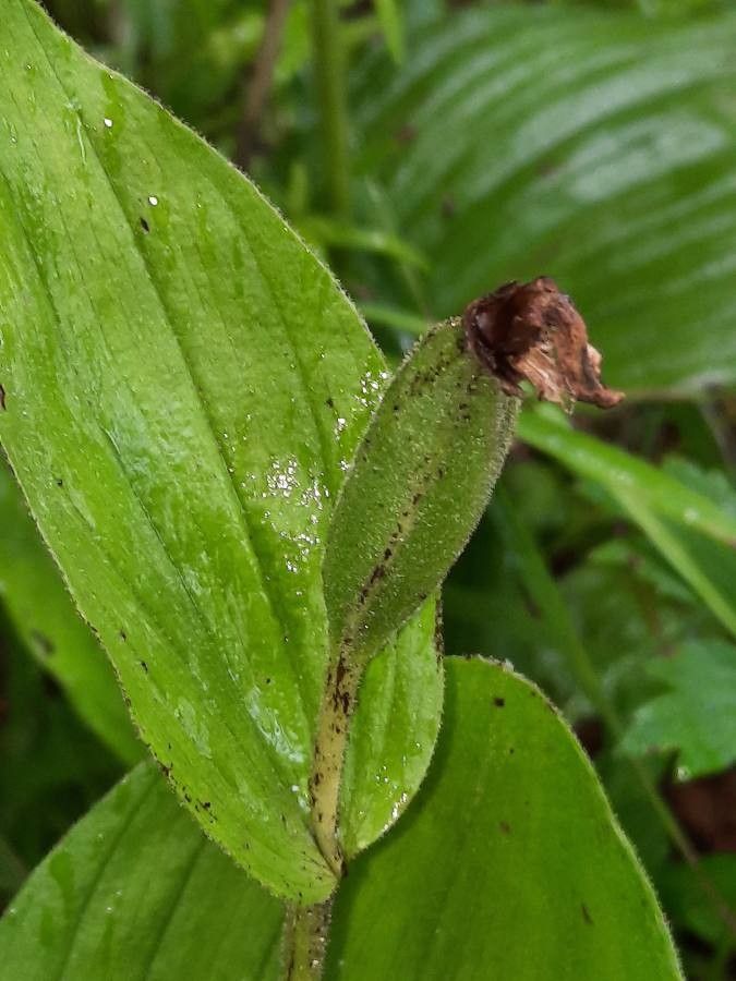 Cypripedium calceolus fruit